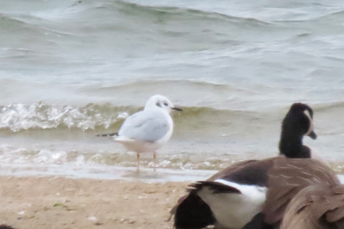 Bonaparte's Gull - ML644562406