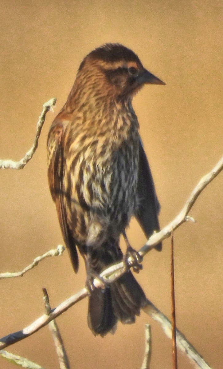 vlhovec červenokřídlý - ML644562407