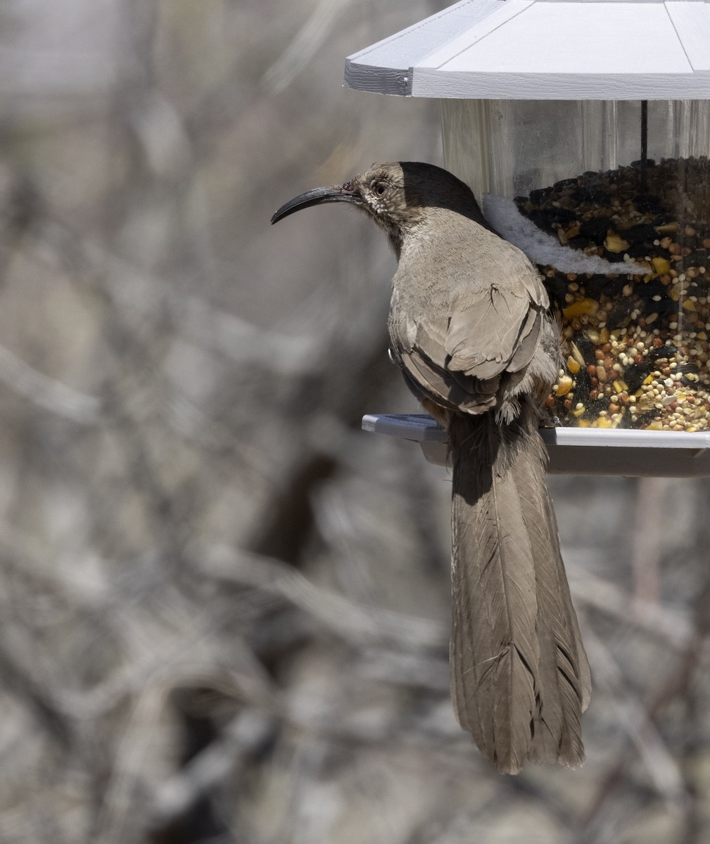 Crissal Thrasher - ML644562411