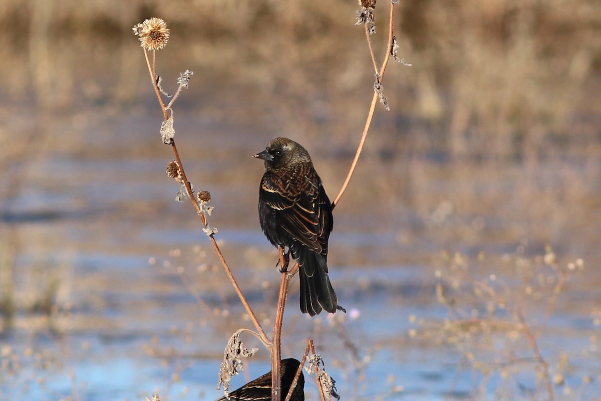 vlhovec červenokřídlý - ML644562412