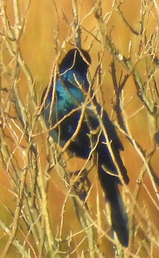 Boat-tailed Grackle - ML644562413