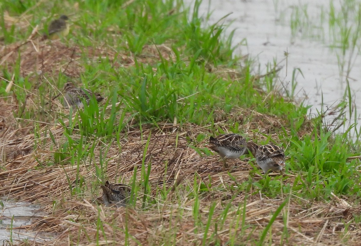 Agachadiza Común - ML644562414