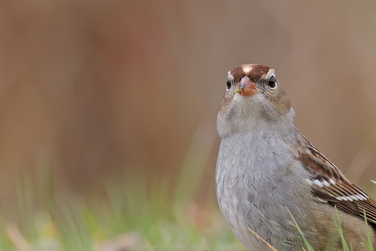 White-crowned Sparrow - ML644562415
