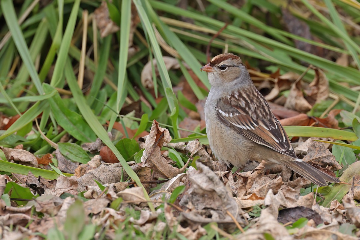 White-crowned Sparrow - ML644562417