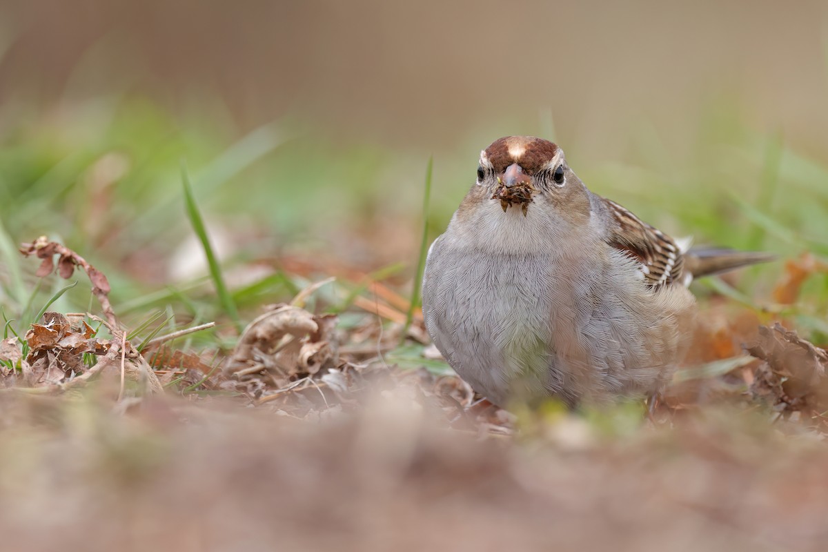 White-crowned Sparrow - ML644562419