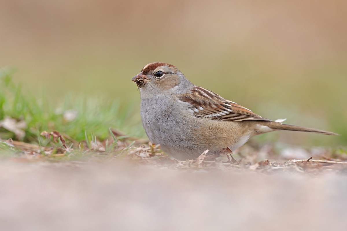 White-crowned Sparrow - ML644562420