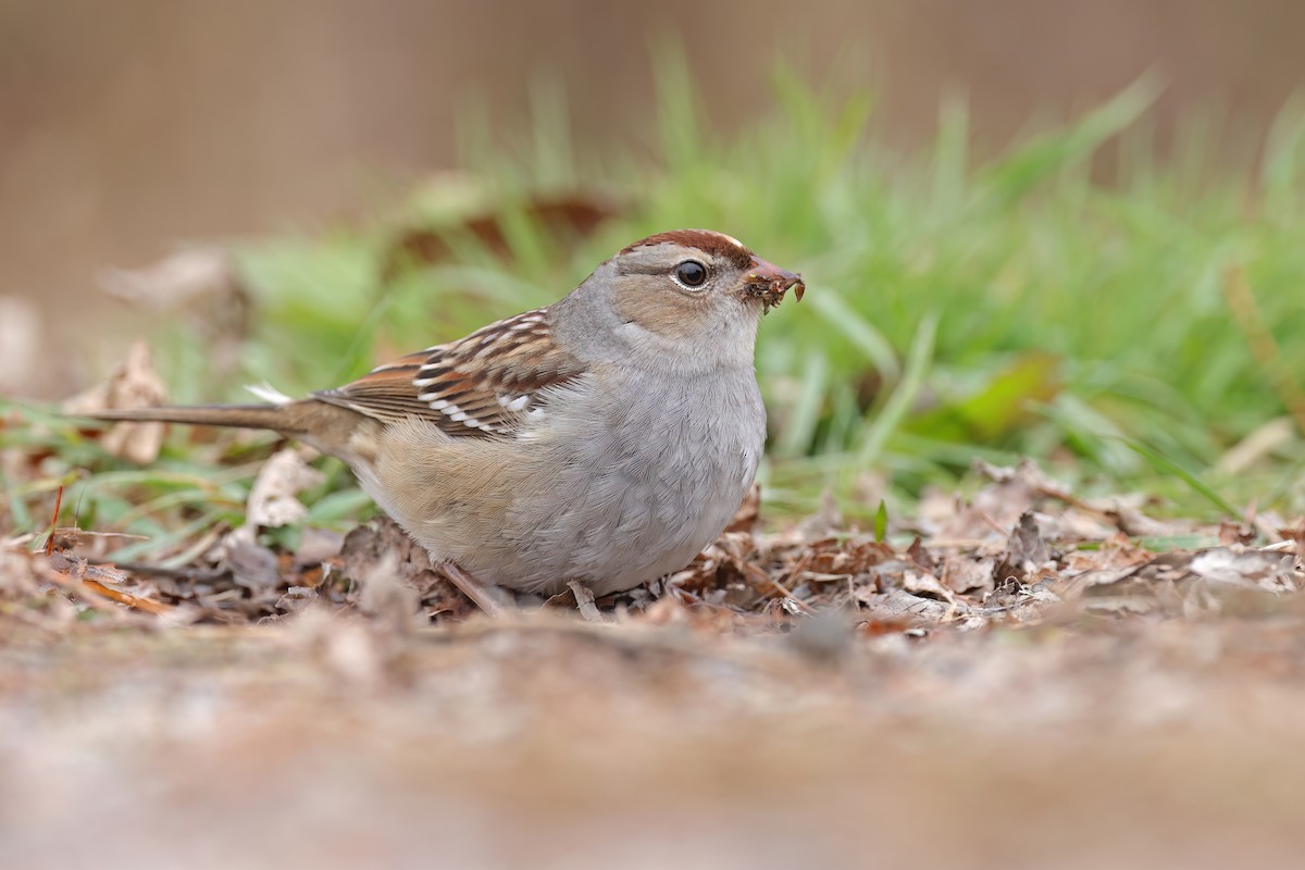 White-crowned Sparrow - ML644562421