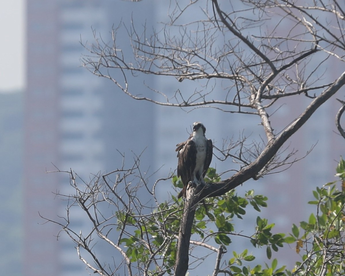 Osprey - ML644562427