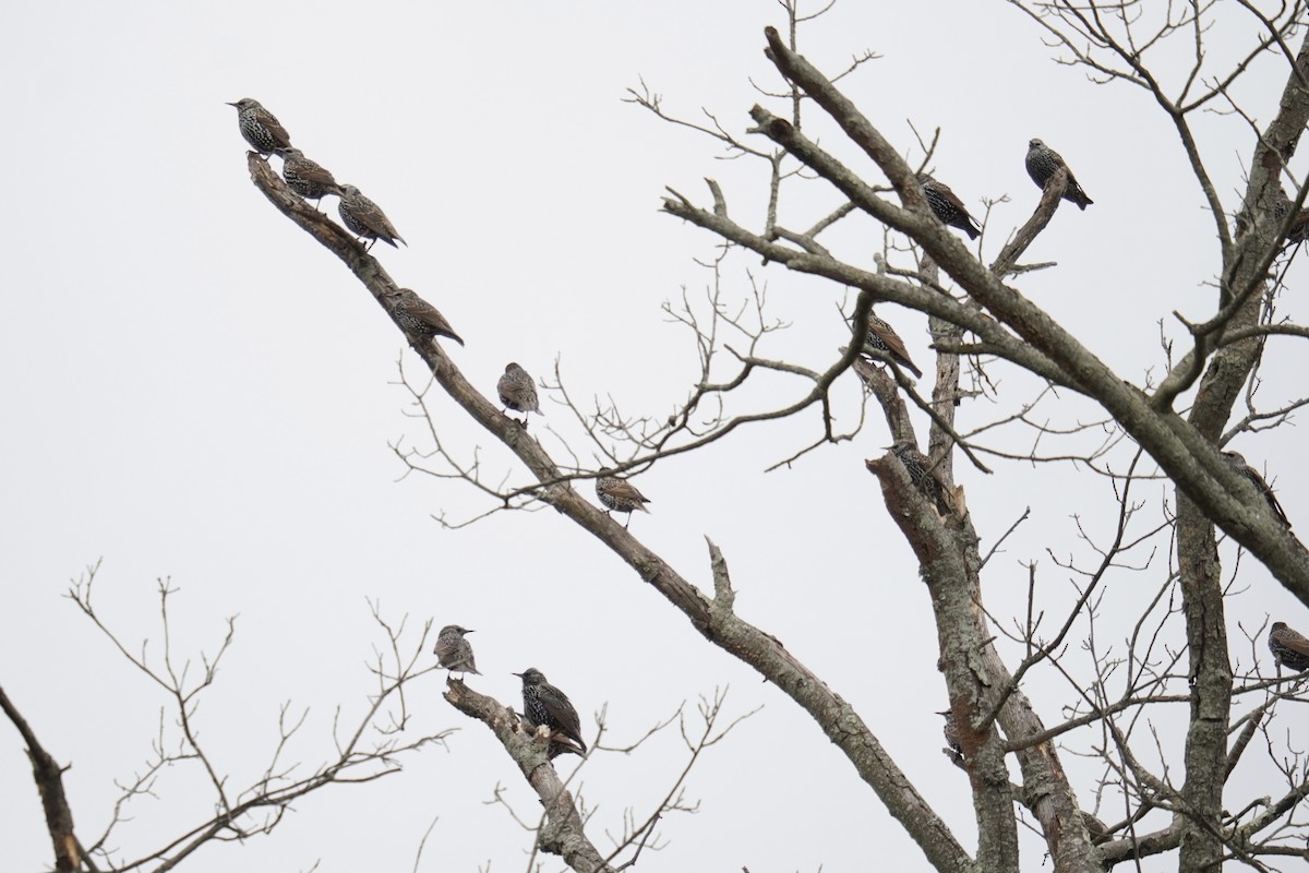 European Starling - ML644562428