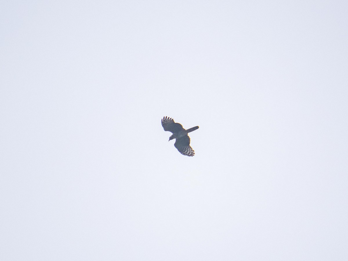 Hook-billed Kite - ML644562429