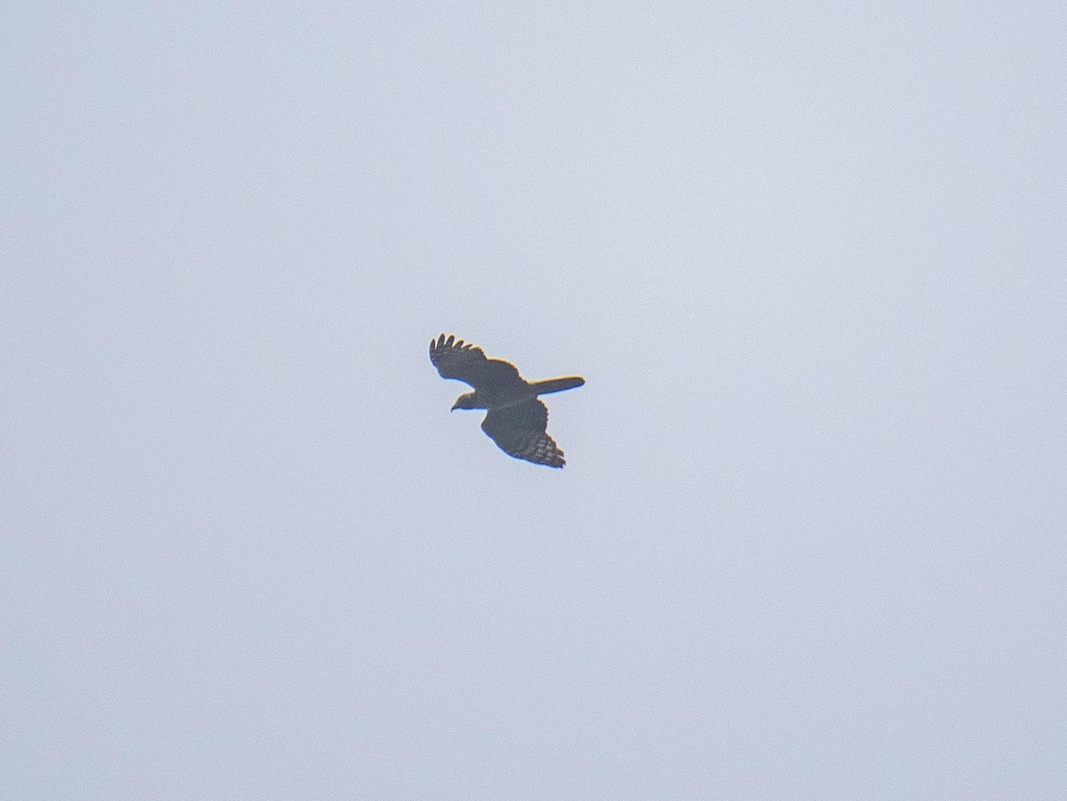Hook-billed Kite - ML644562431