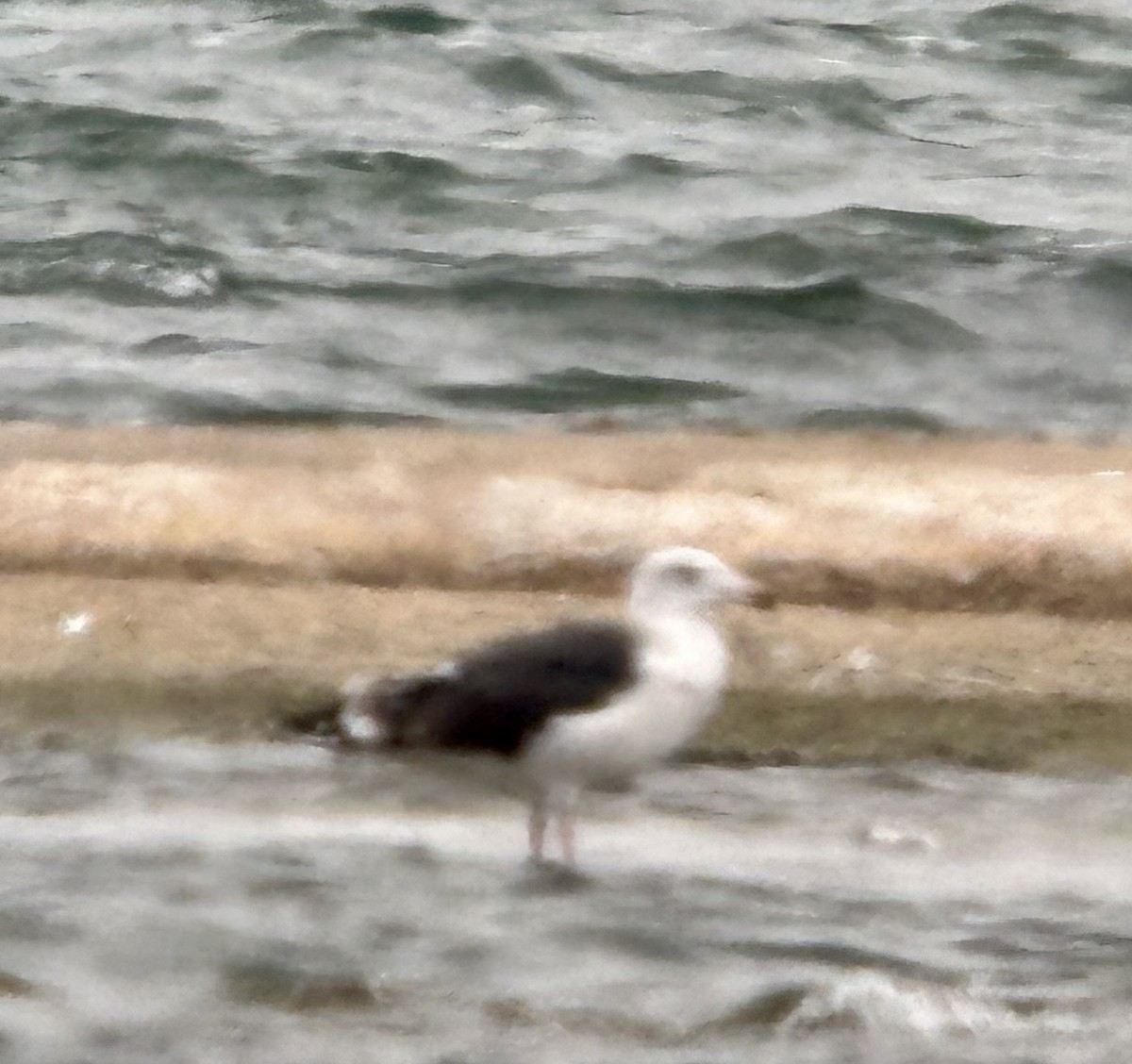 Great Black-backed Gull - ML644562432