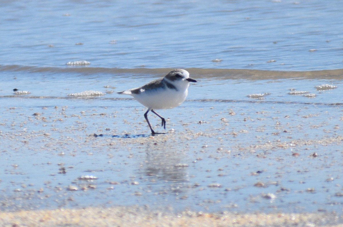 Snowy Plover - ML644562435
