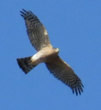 Sharp-shinned Hawk - ML644562437