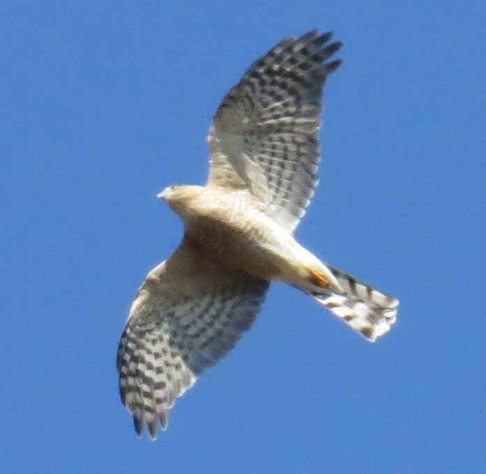 Sharp-shinned Hawk - ML644562439
