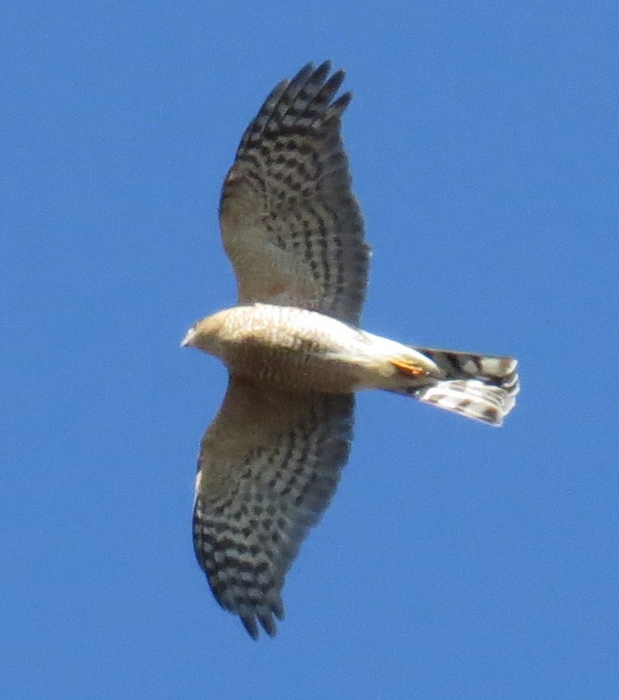 Sharp-shinned Hawk - ML644562440