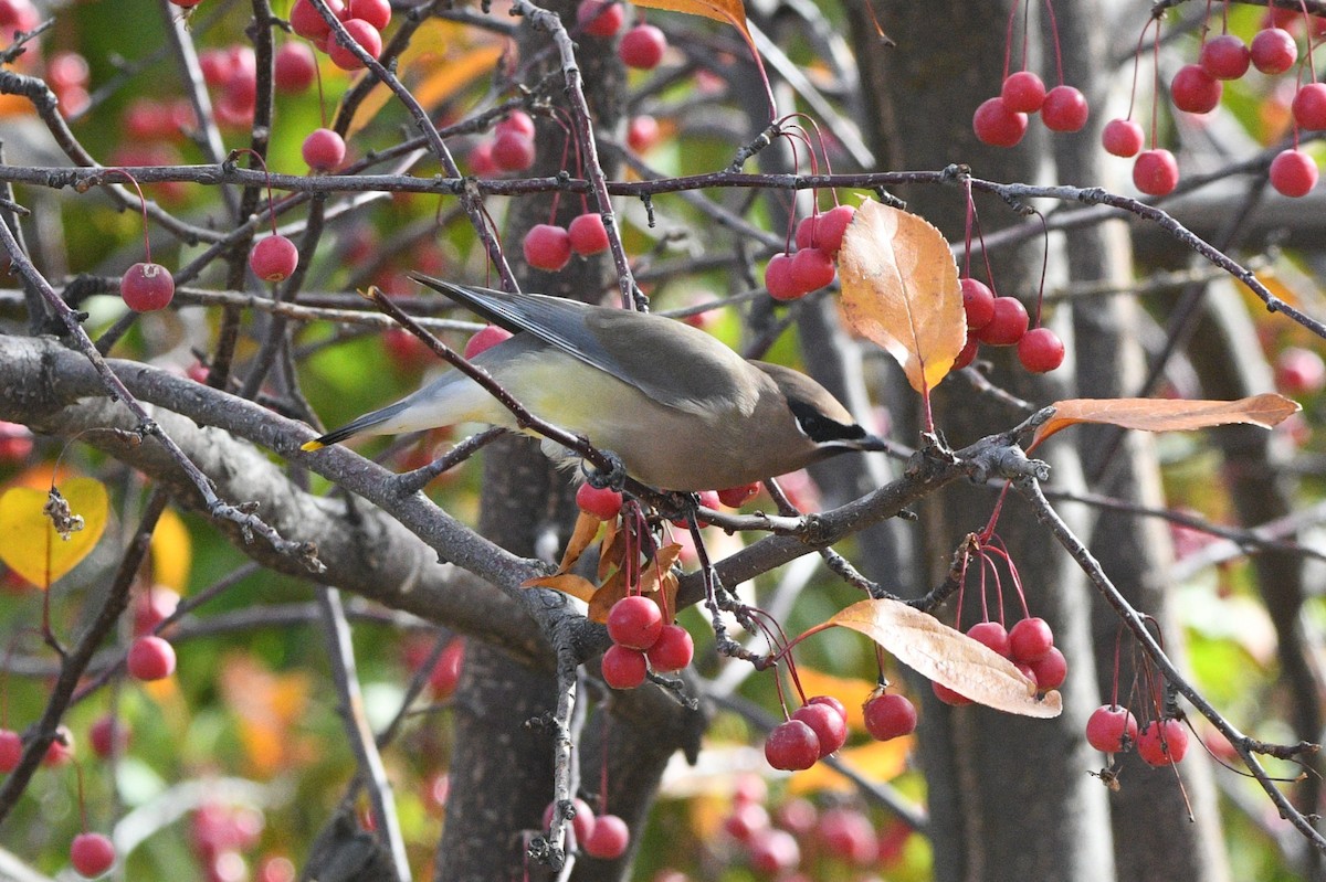 Cedar Waxwing - ML644562443