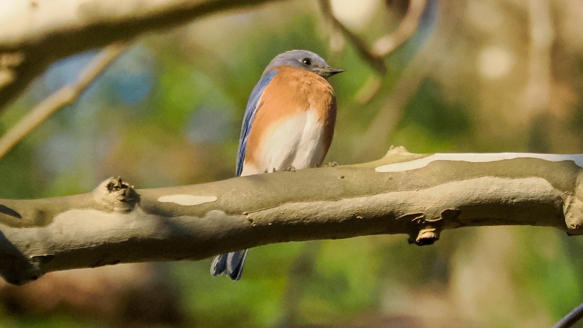 Eastern Bluebird - ML644562444