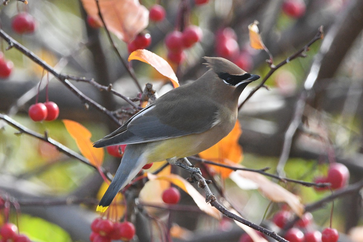 Cedar Waxwing - ML644562445