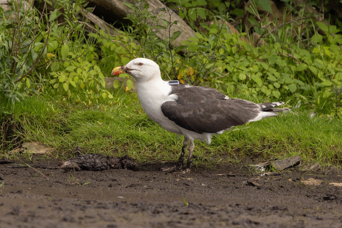 Great Black-backed Gull - ML644562446
