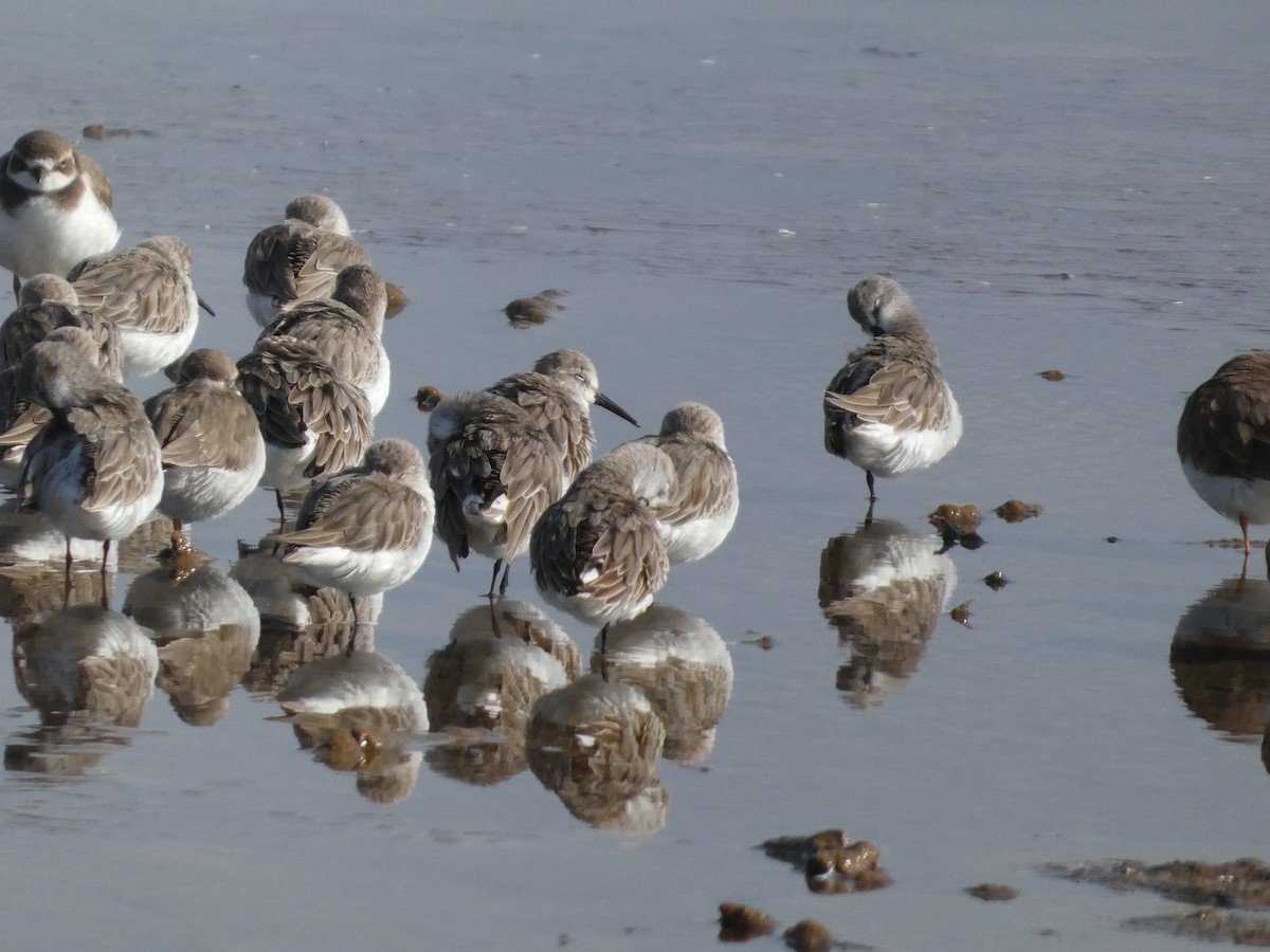Western Sandpiper - ML644562448
