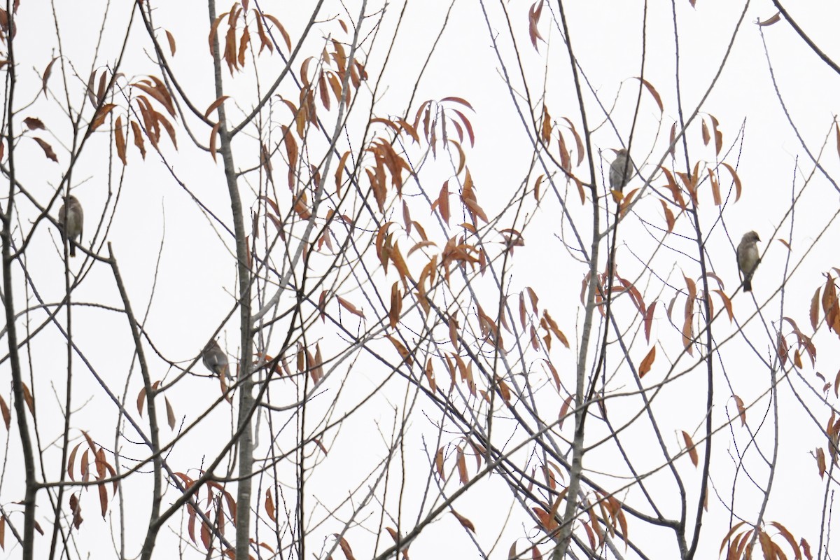 Cedar Waxwing - ML644562450