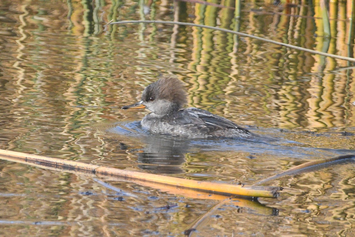 Hooded Merganser - ML644562451