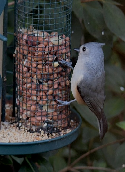 Tufted Titmouse - ML644562452