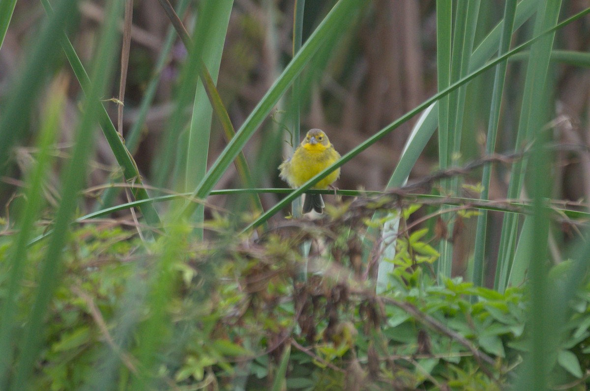 Короткоклювый зерноед - ML644562455
