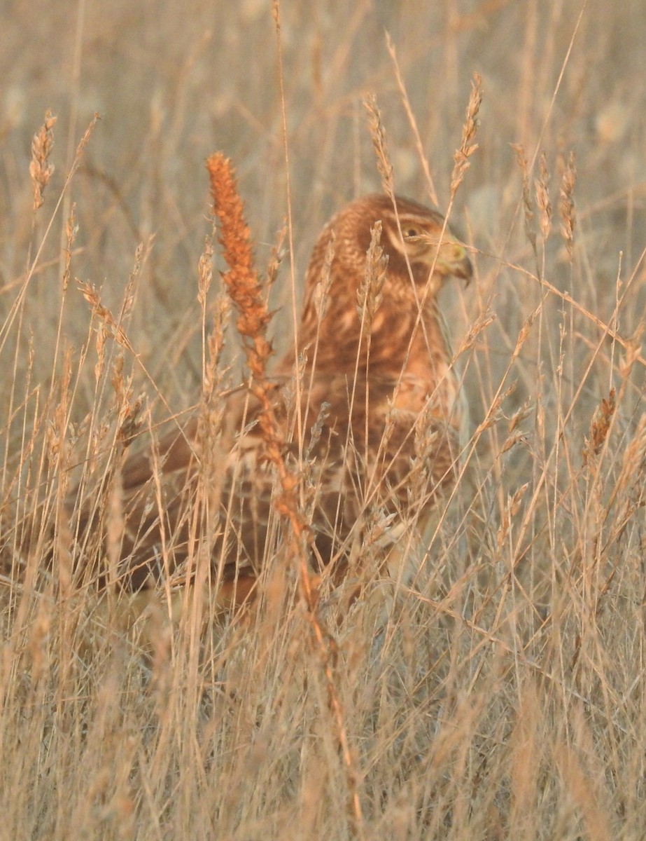 Hudsonweihe - ML644562456