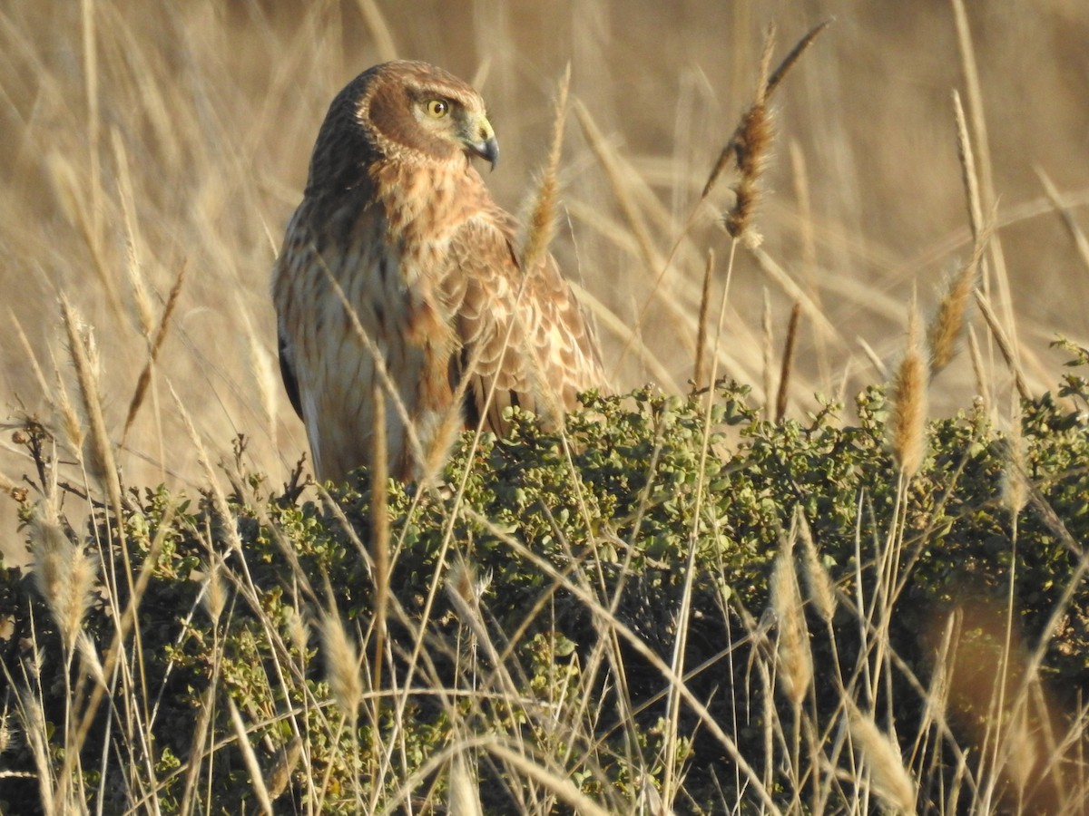 Hudsonweihe - ML644562457