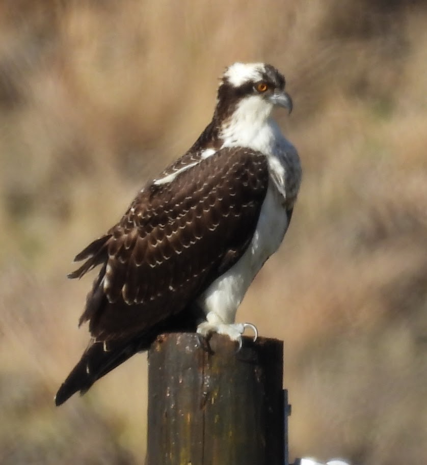 Osprey - ML644562458