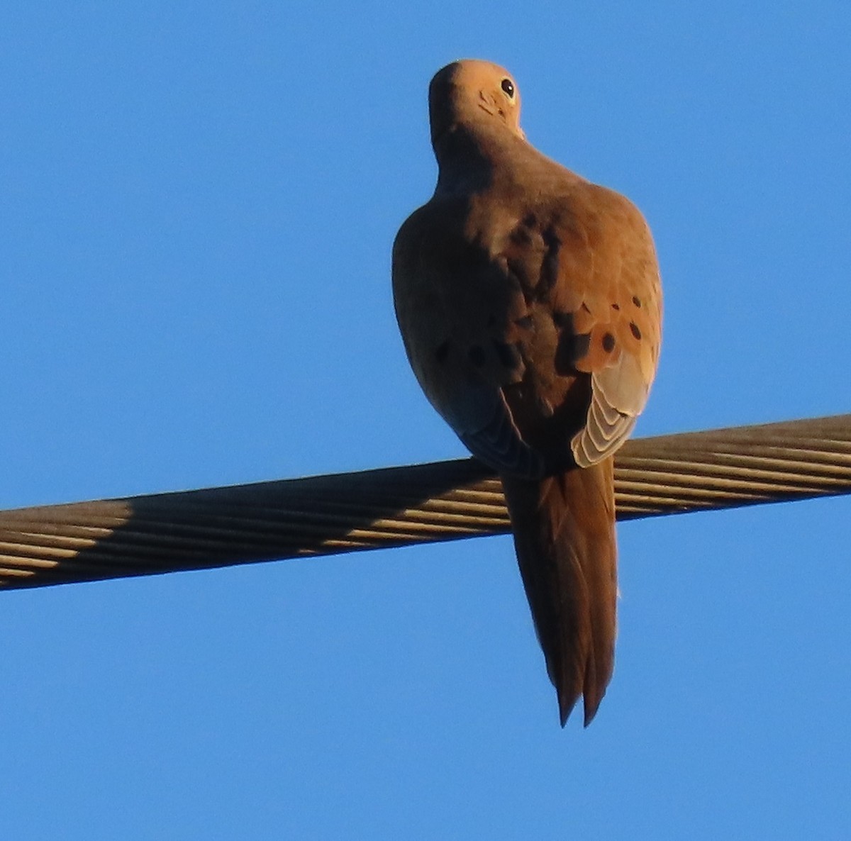 Mourning Dove - ML644562464