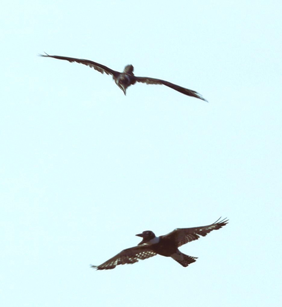 クビワヤマセミ - ML644562466