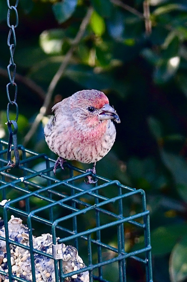 House Finch - ML644562470