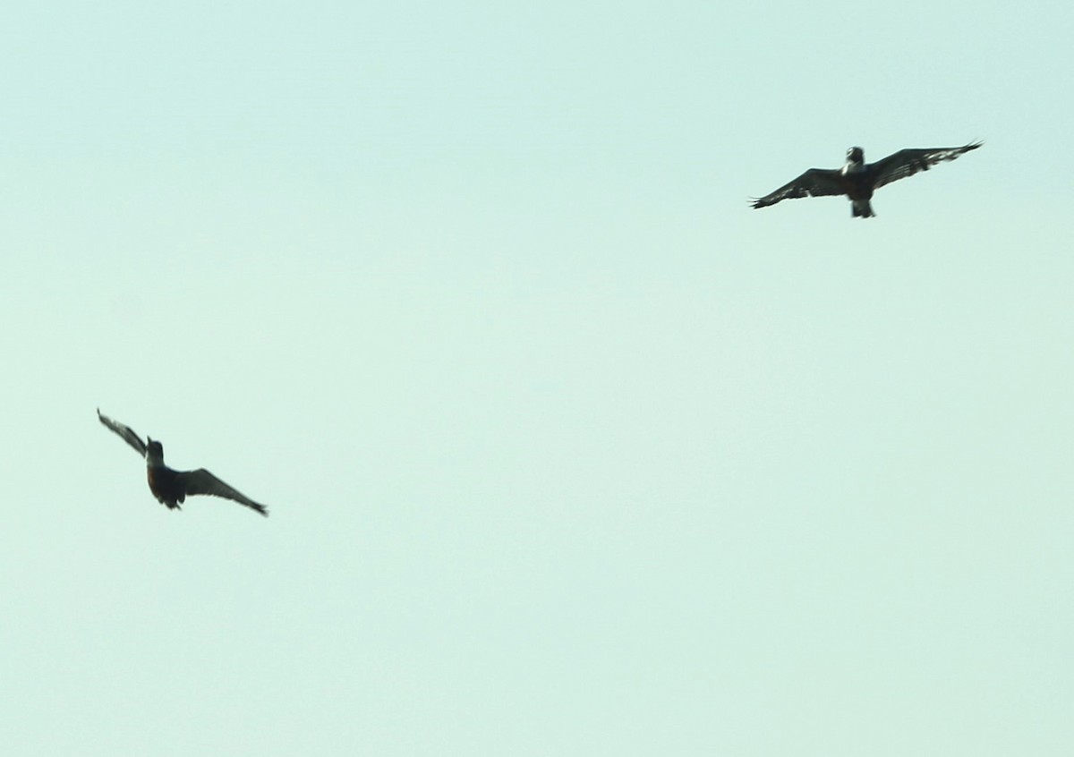 クビワヤマセミ - ML644562471