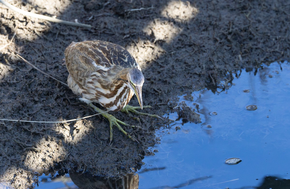 Бугай американський - ML644562472