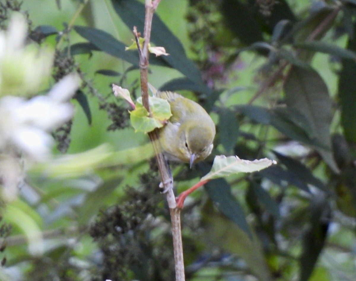 סבכון טנסי - ML644562473