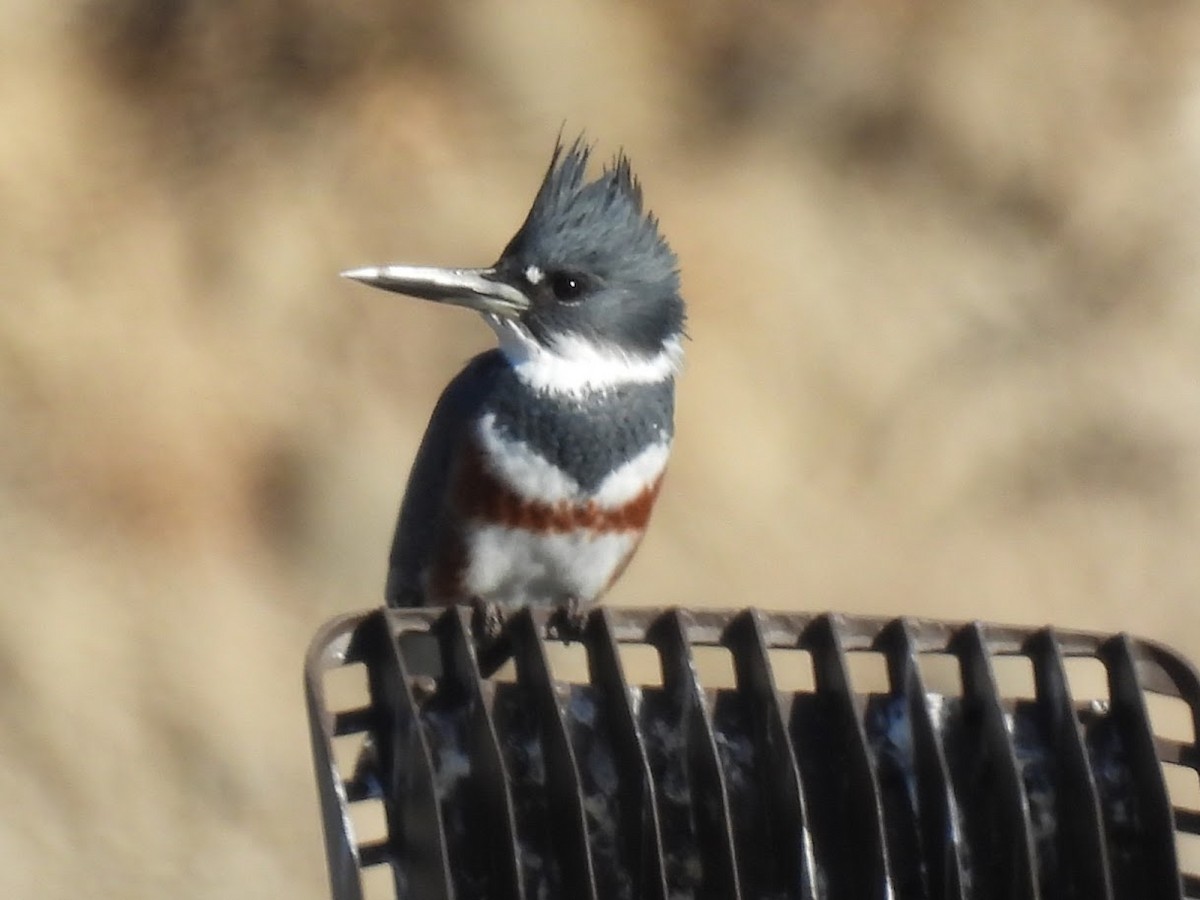Belted Kingfisher - ML644562474