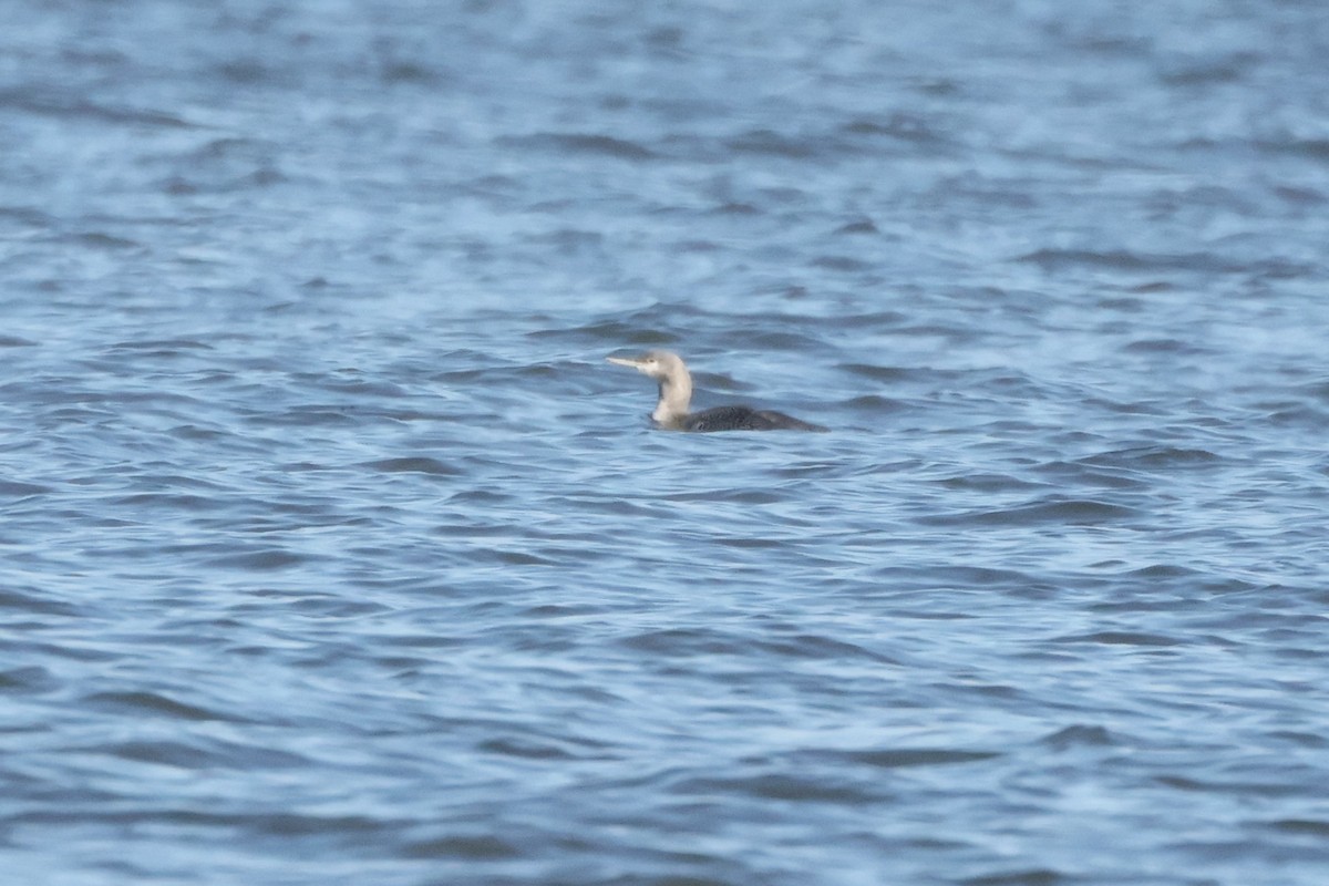 Plongeon catmarin - ML644562480