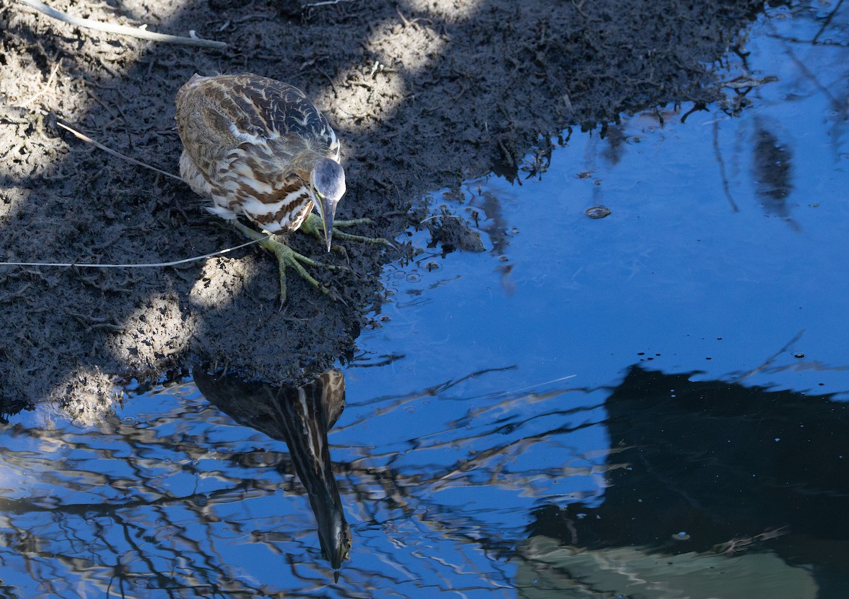 Бугай американський - ML644562488
