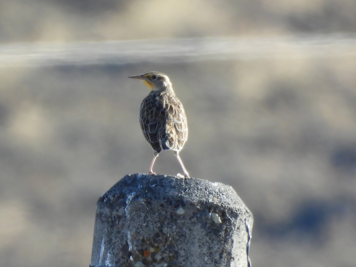 Western Meadowlark - ML644562491