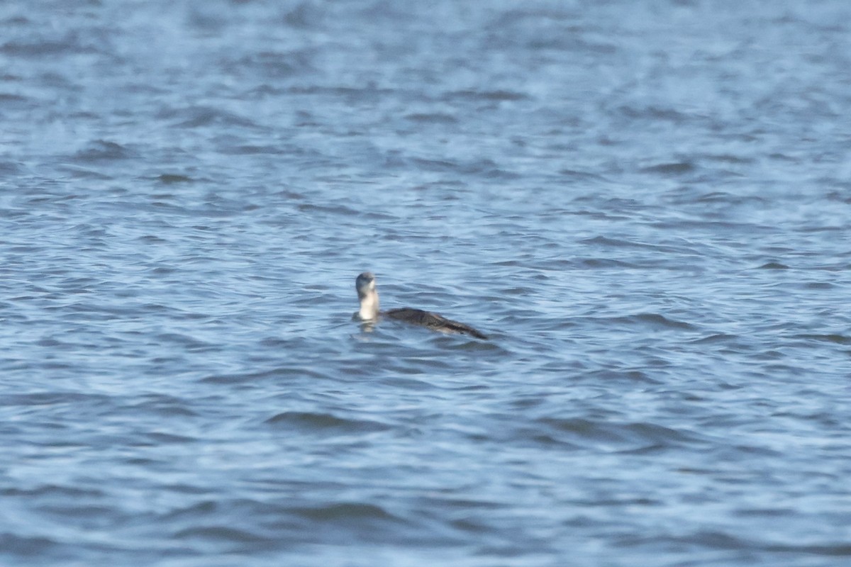 Plongeon catmarin - ML644562492