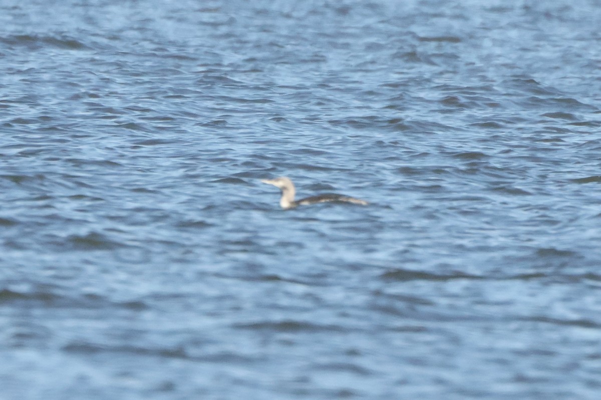 Plongeon catmarin - ML644562493