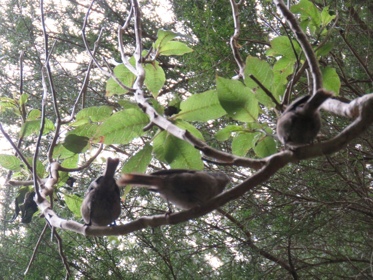 Могуа новозеландський - ML644562499