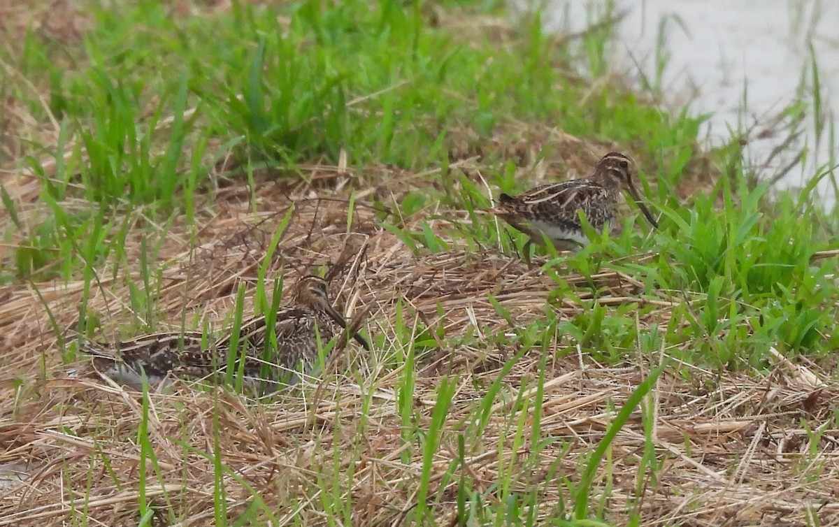 Agachadiza Común - ML644562500