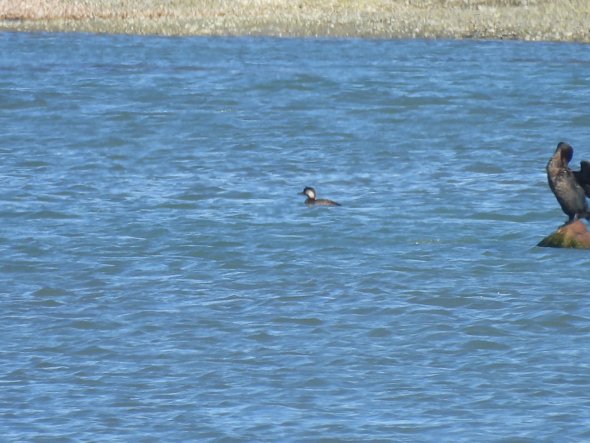 Ahatebeltz amerikarra - ML644562504