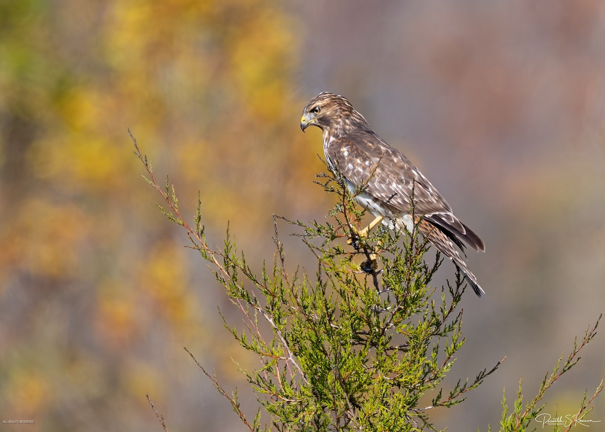 Red-shouldered Hawk - ML644562505