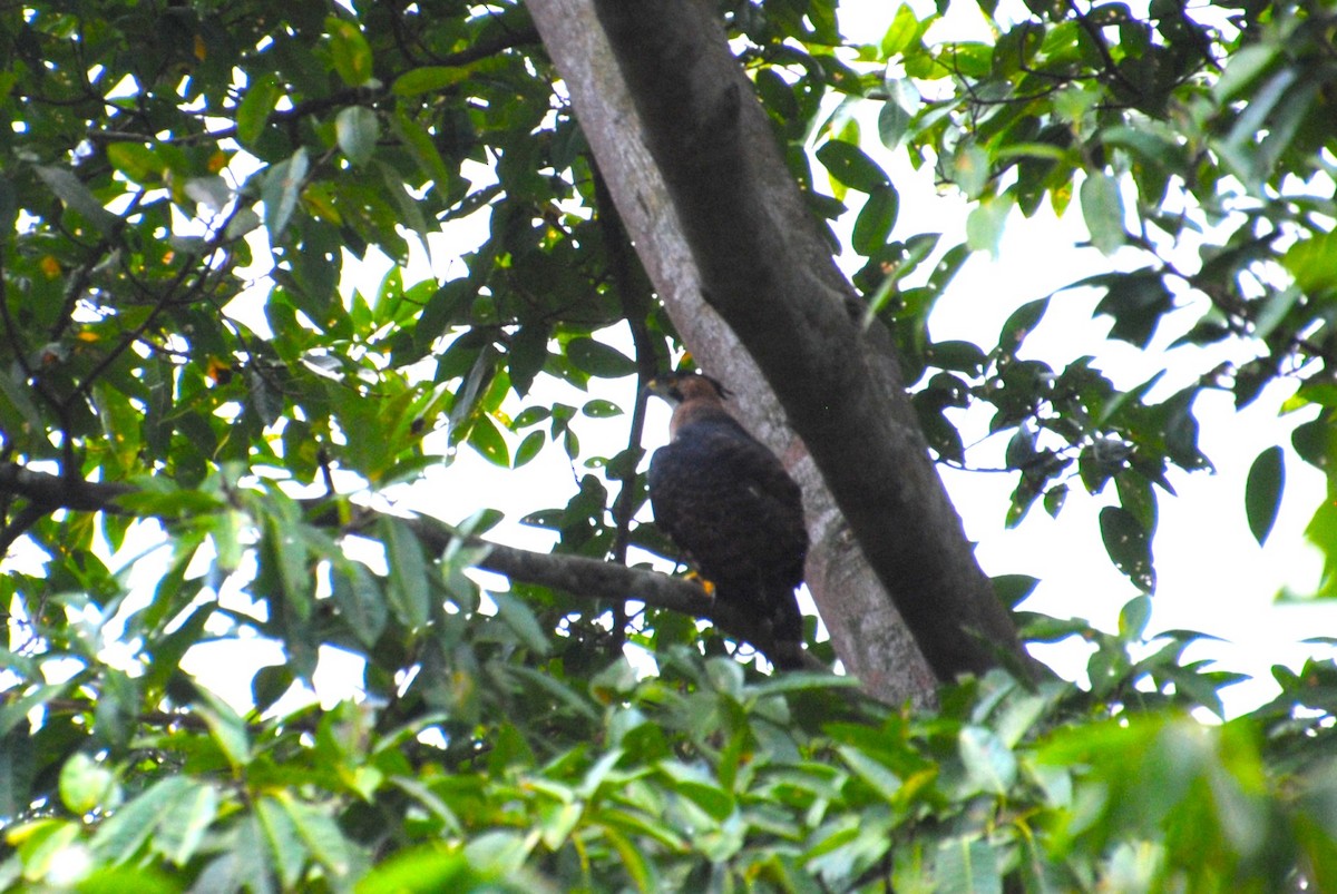 Prachtadler - ML644562506