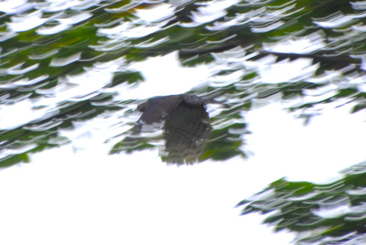 Prachtadler - ML644562507